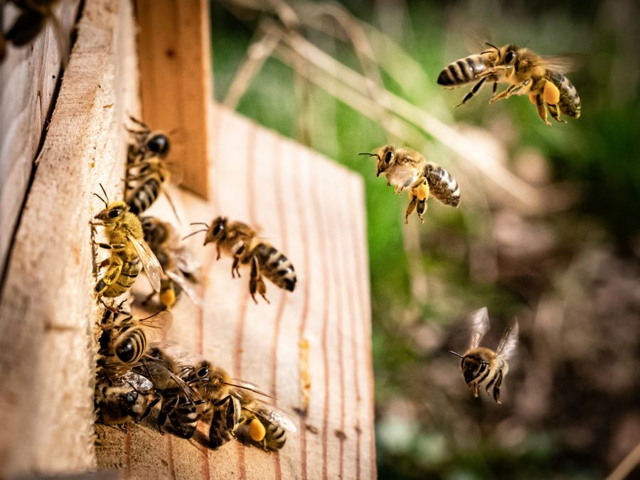 Honeybees carrying pollen fly into a wooden hive entrance