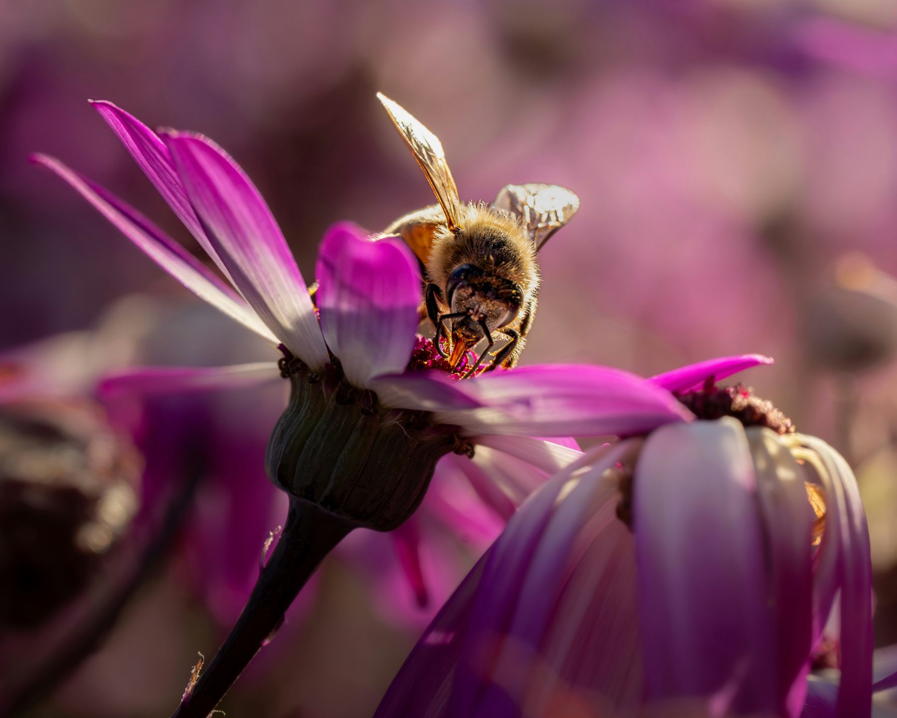 A honeybee feeding on a magenta flower in warm light